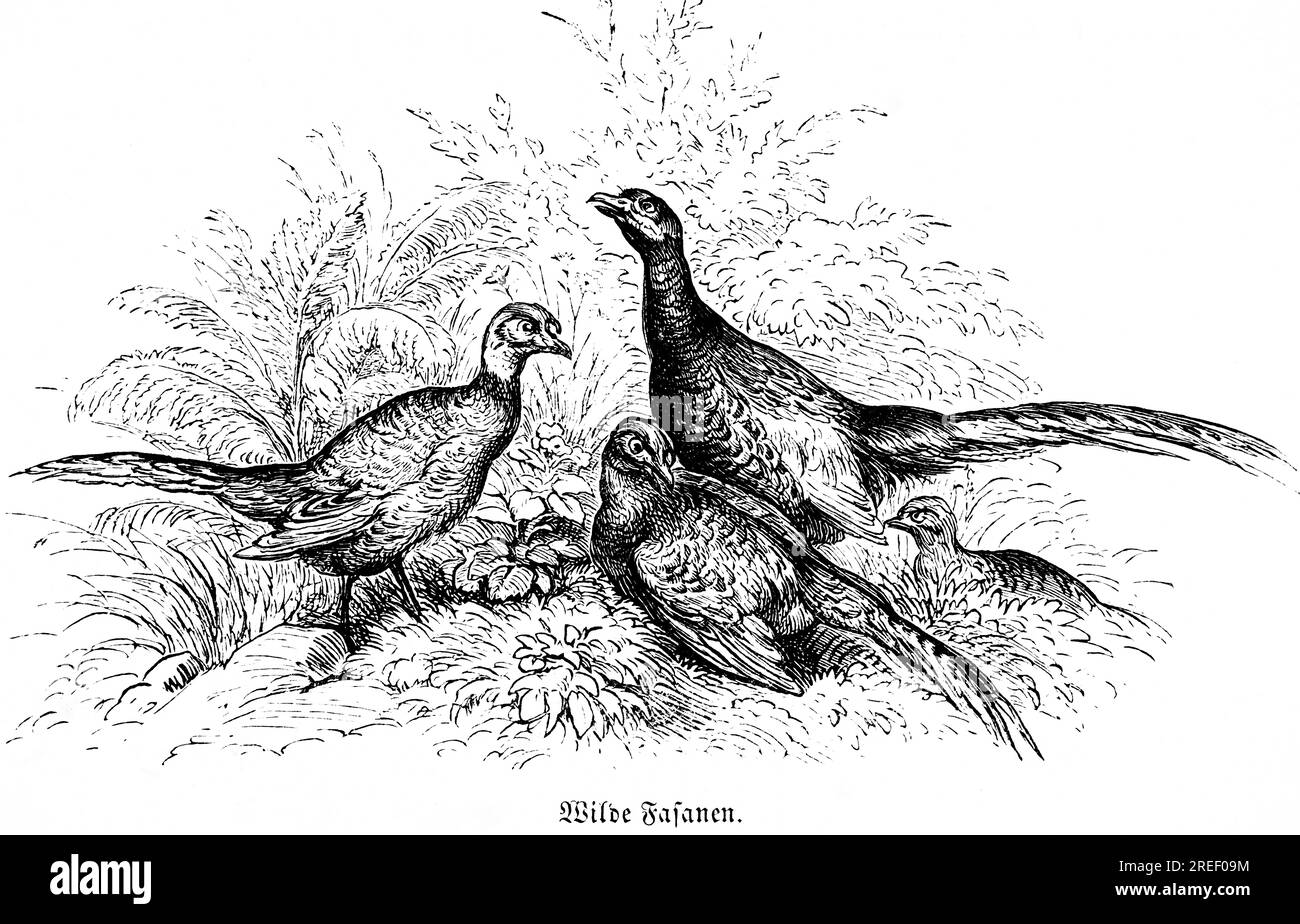 https://c8.alamy.com/comp/2REF09M/three-wild-pheasants-wild-pheasant-feathers-hubertus-hunting-hunting-scenes-wildlife-nature-plumage-germany-historical-illustration-c-1860-2REF09M.jpg
