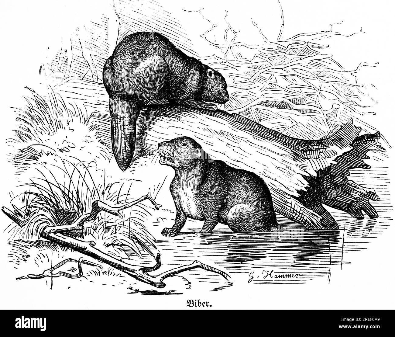 Two beavers, river, bank, grass, tree trunk, Hubertus hunting, hunting scenes, wild animals, nature, historical illustration c. 1860 Stock Photo