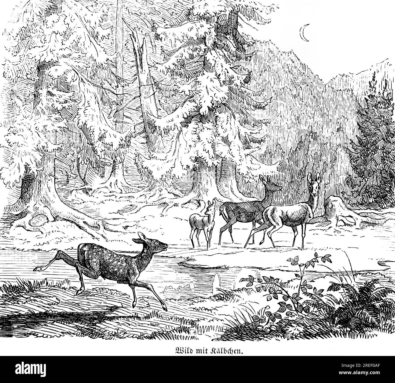 Deer with calf, Hubertus hunt, hunting scenes, wild animals, forest, clearing, night, crescent moon, pack, nature, historical illustration around 1860 Stock Photo