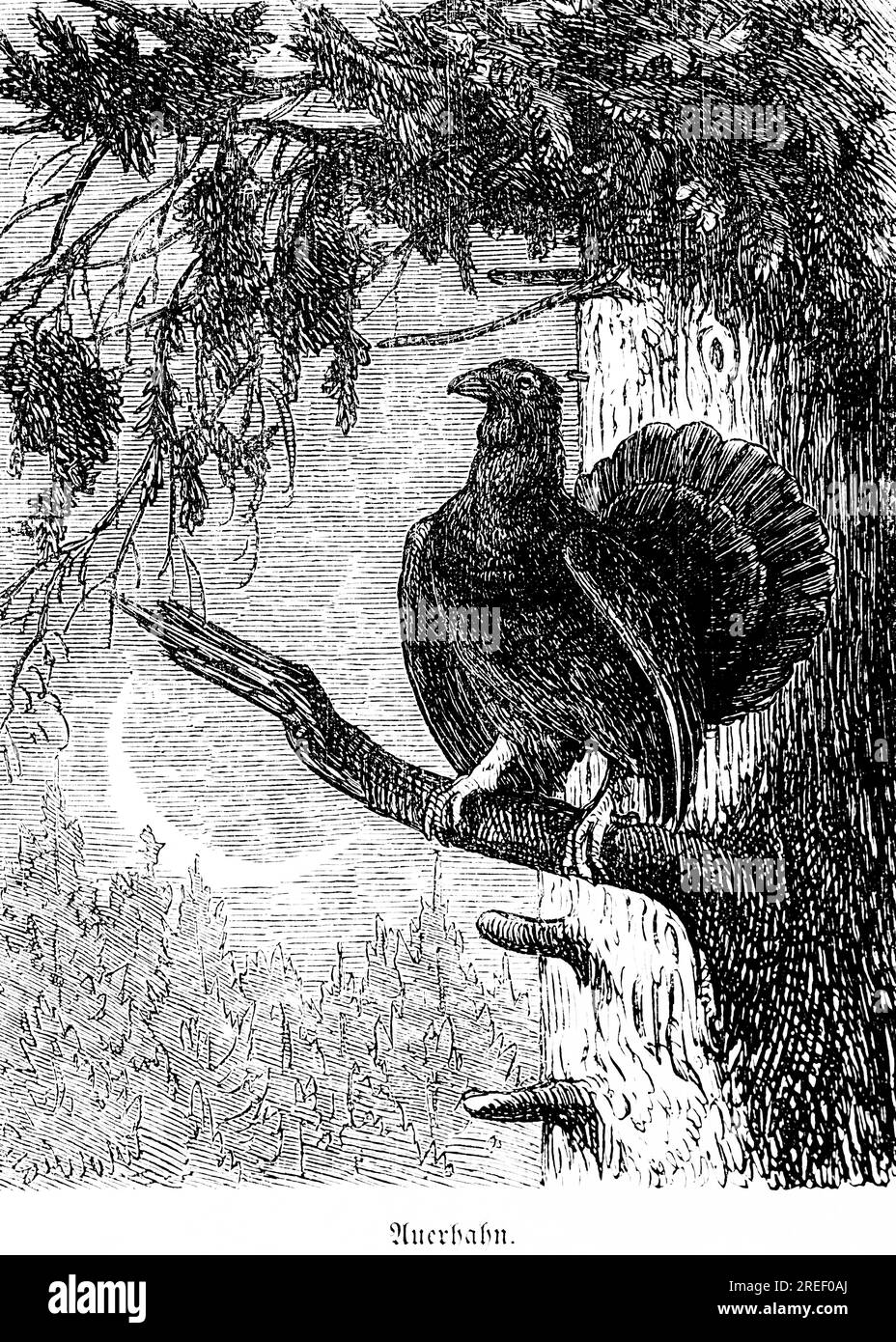 Capercaillie, Hubertus hunting and hunting scenes, wild animals, conifer, branch, crescent moon, sweep dress, sitting, beak, claws, nature Stock Photo