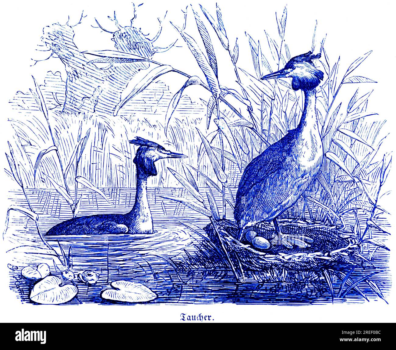 Two Great Crested Grebes with clutch of eggs, Hubertus hunting and ...