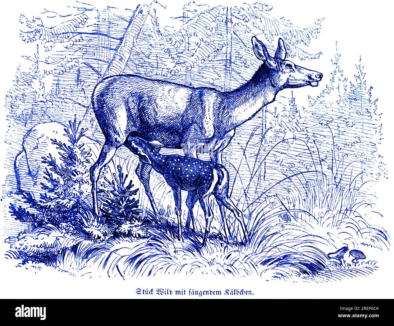 Roe deer with suckling calf, Hubertus hunting and hunting scenes, wild ...