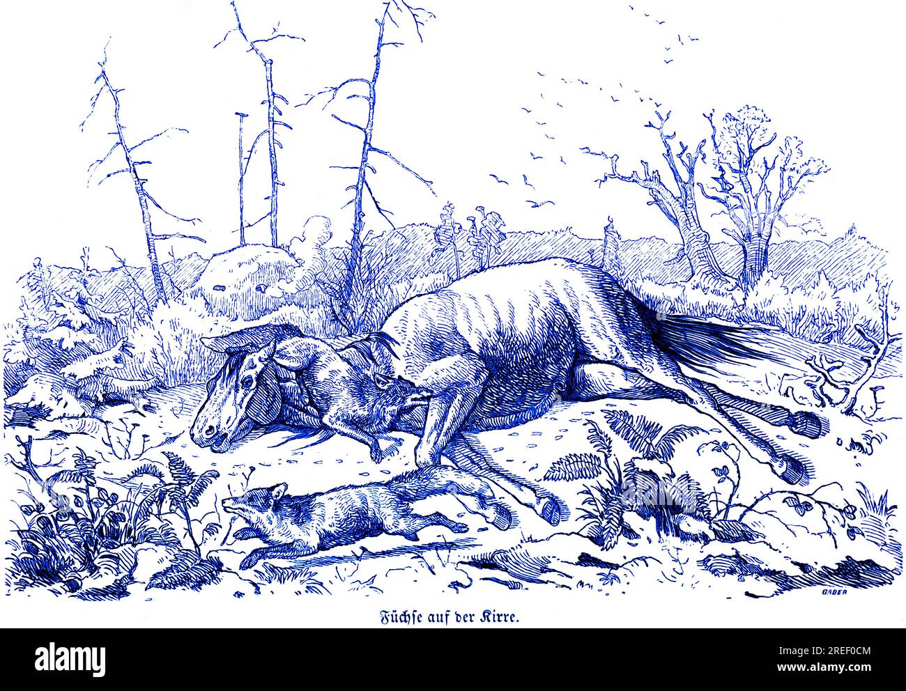 Foxes on the Kirre, old horse, hunter's trap, Hubertus hunt, hunting