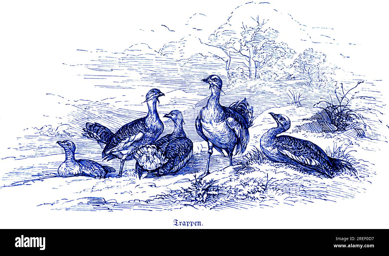 Bustards (Otididae) or Bustard Geese, Hubertus Hunting and Hunting Scenes, Wild Animals, Group, Nature, historical illustration c. 1860 Stock Photo