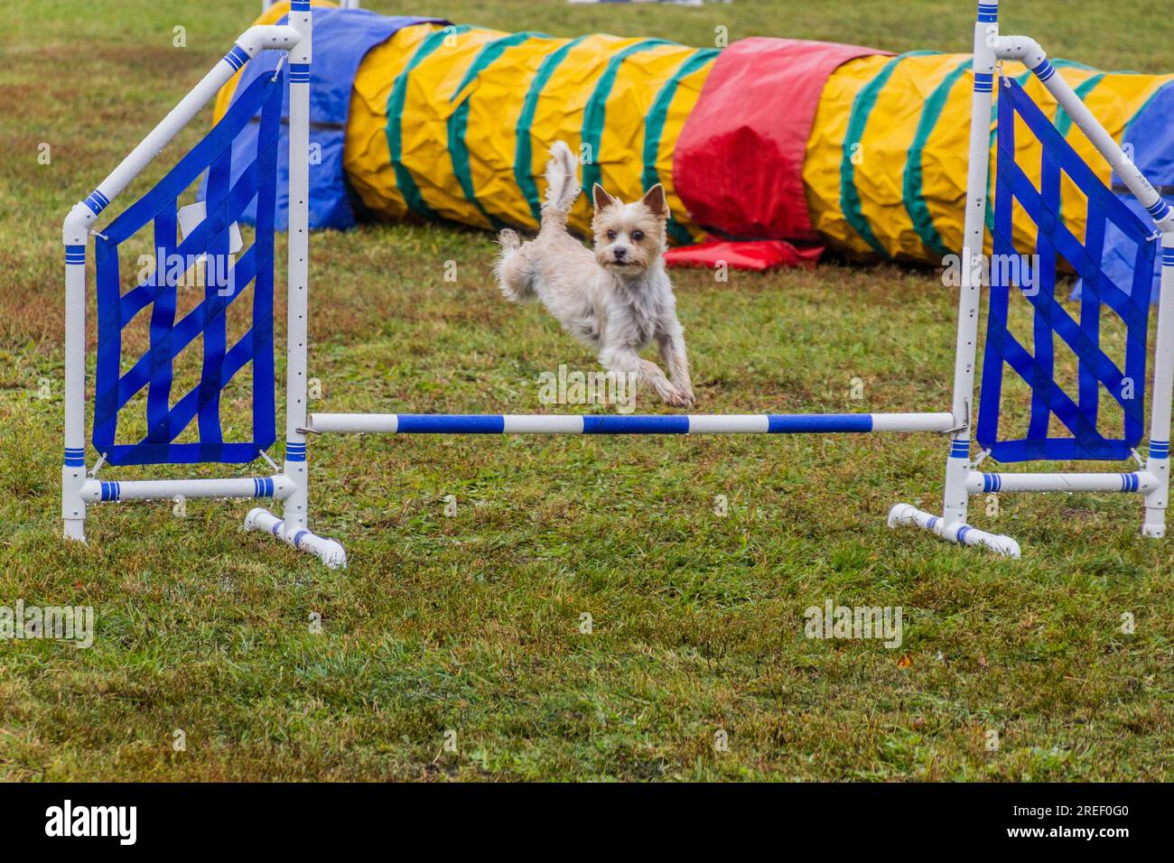 Dog jumping over a hurdlee during agility competition Stock Photo Alamy