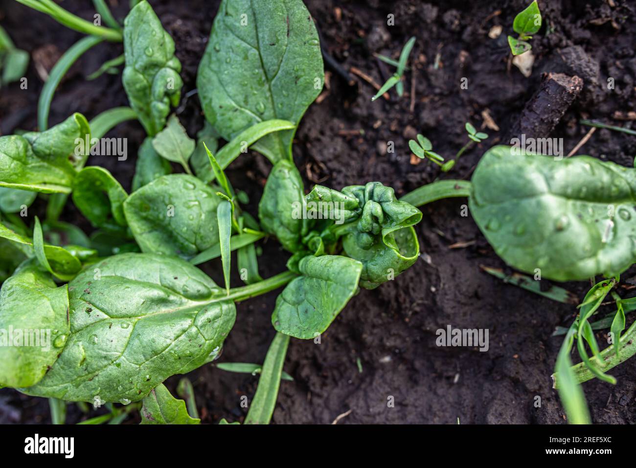 damaged spinach leaves in an organic garden bed. The infestation by