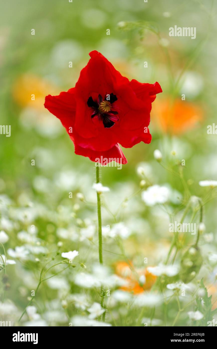 Poppies and wild flowers Stock Photo - Alamy