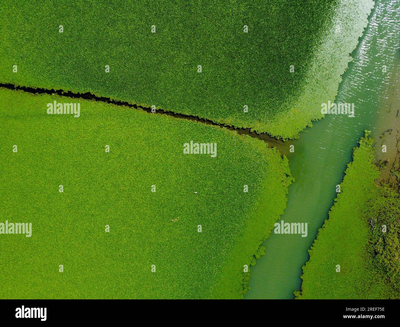 Aerial view of wetlands in Skadar lake. Boat road between by green lily pads, water chestnut, trap, moss covering the water national park, summer in M Stock Photo