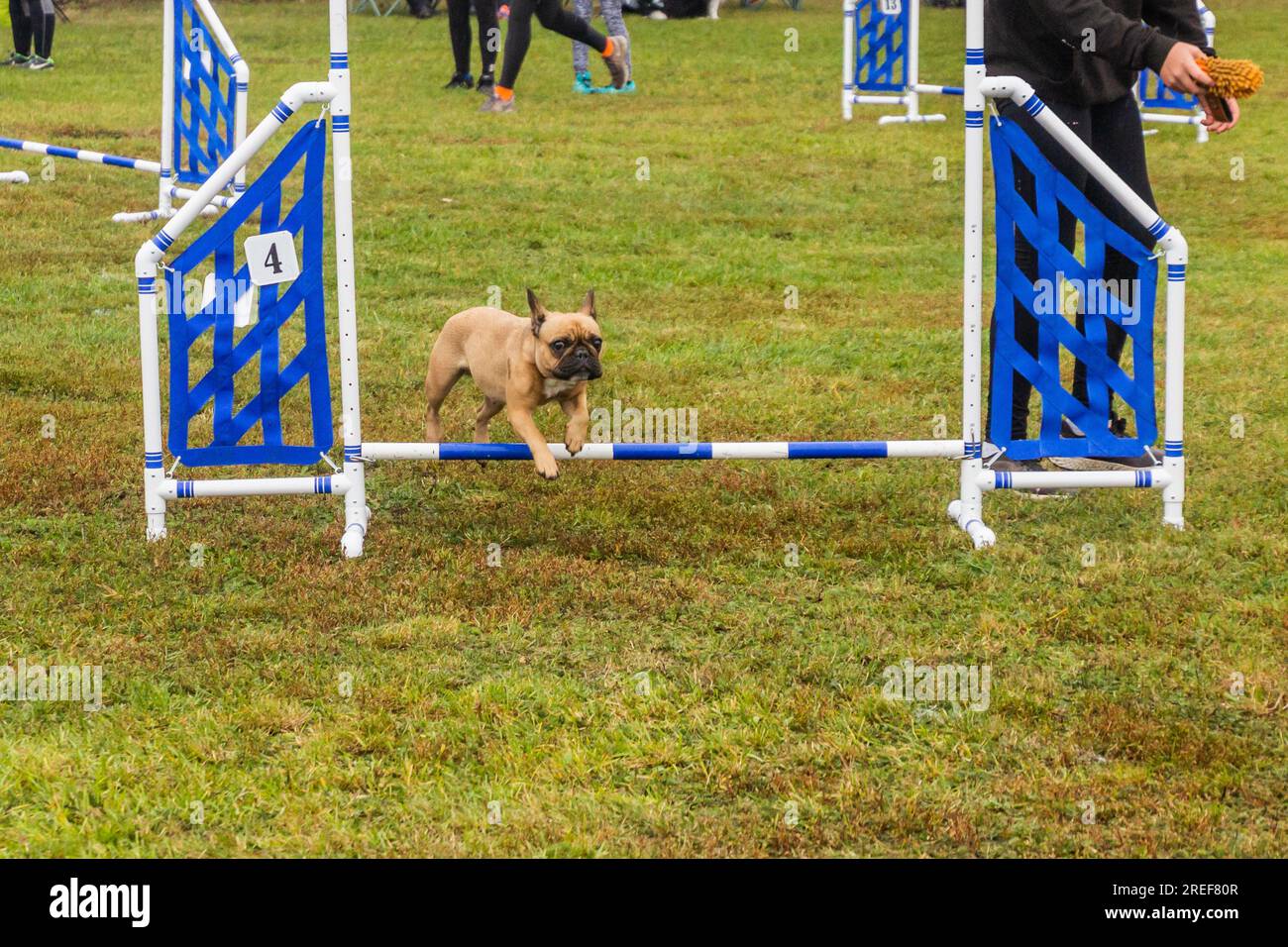 Jumping dog handler during agility competition Stock Photo Alamy