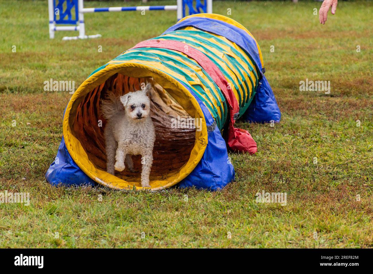 Dog running through a tunnel during agility competition Stock Photo Alamy
