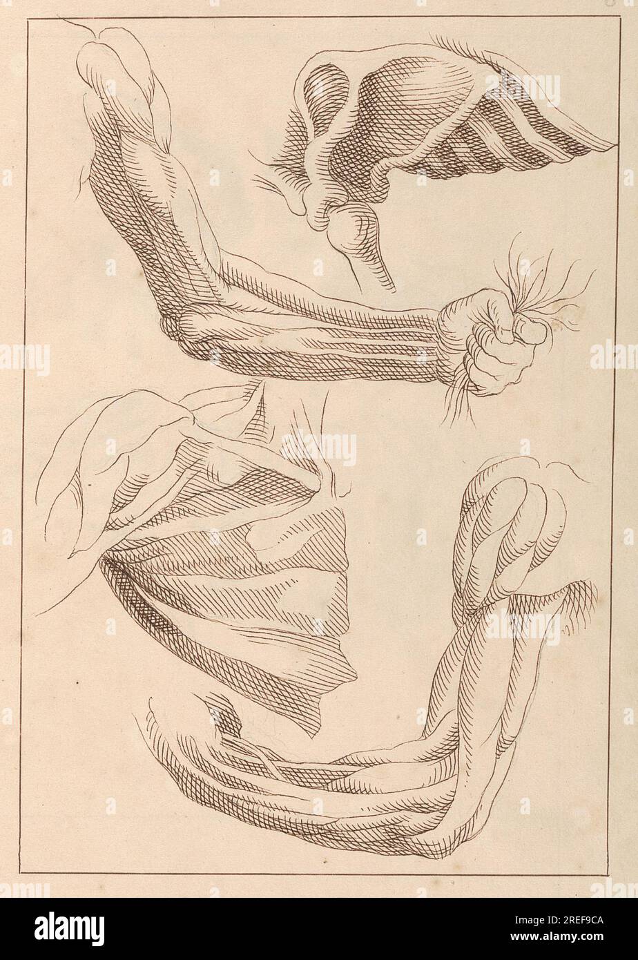 Anatomical Studies of Arms and Shoulders, October 16, 1716 1716 by