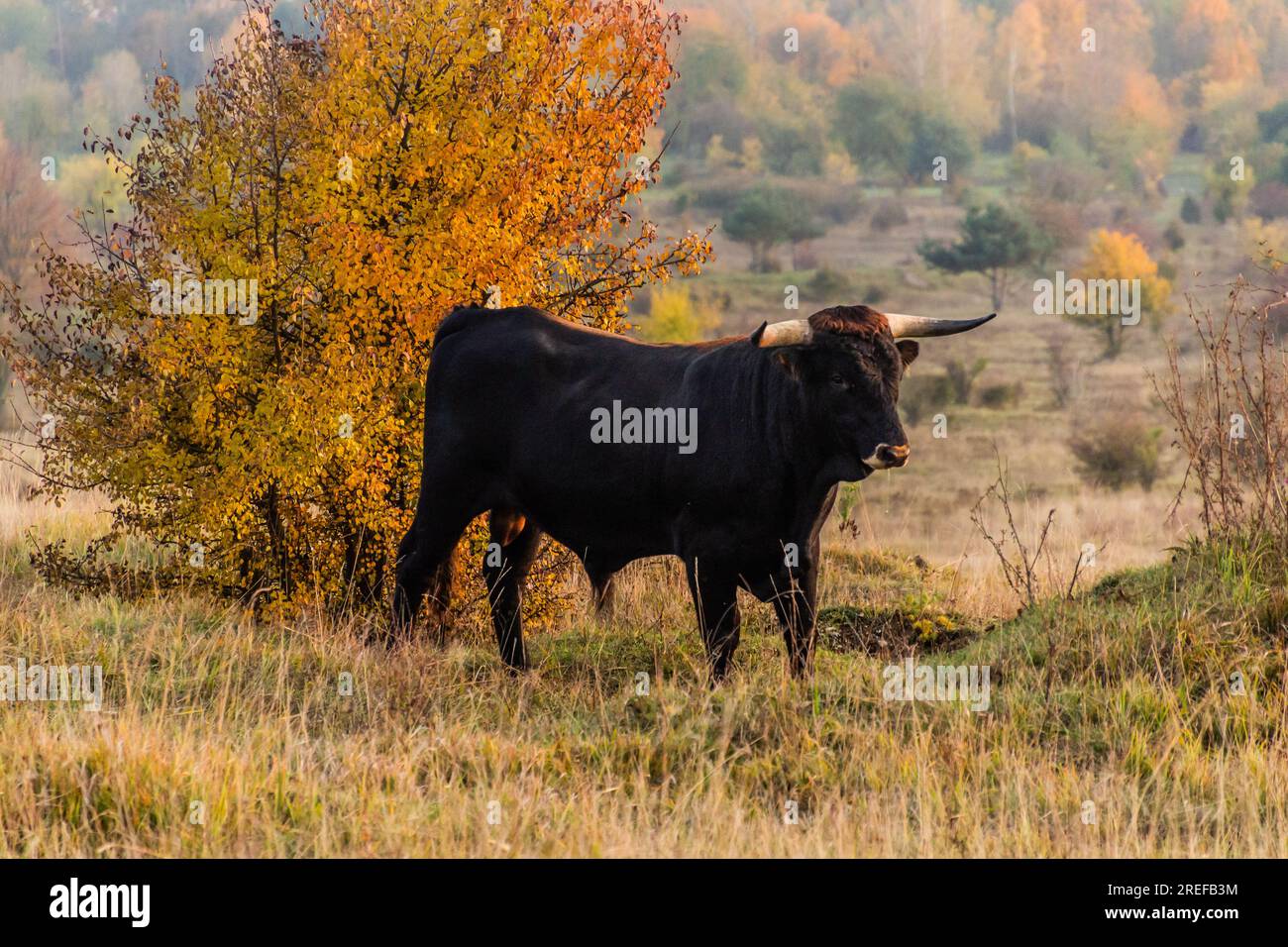 Auroch (Bos primigenius) in Milovice Nature Reserve, Czech Republic Stock Photo