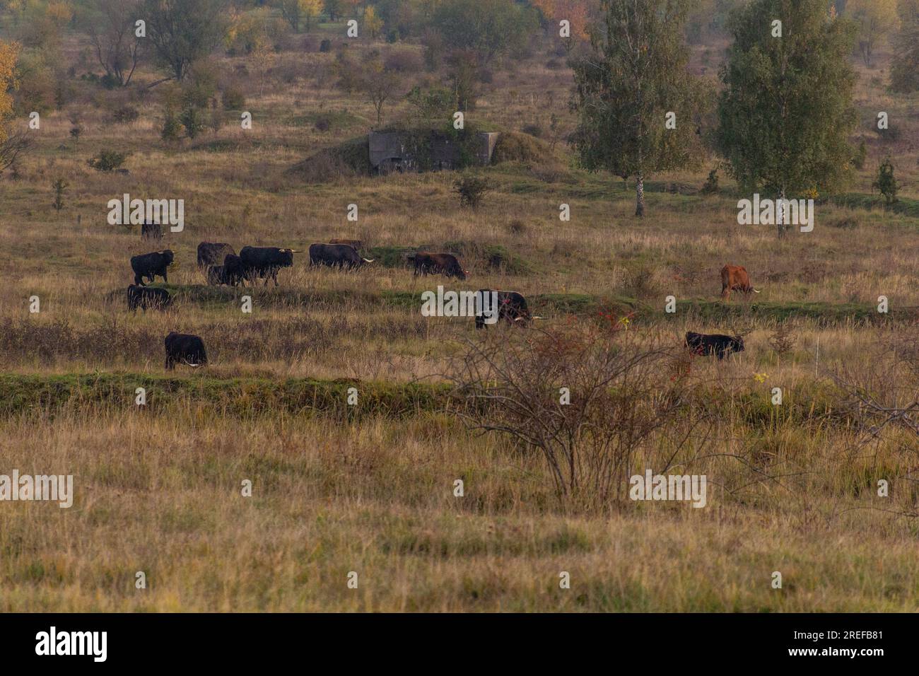 Aurochs (Bos primigenius) in Milovice Nature Reserve, Czech Republic Stock Photo