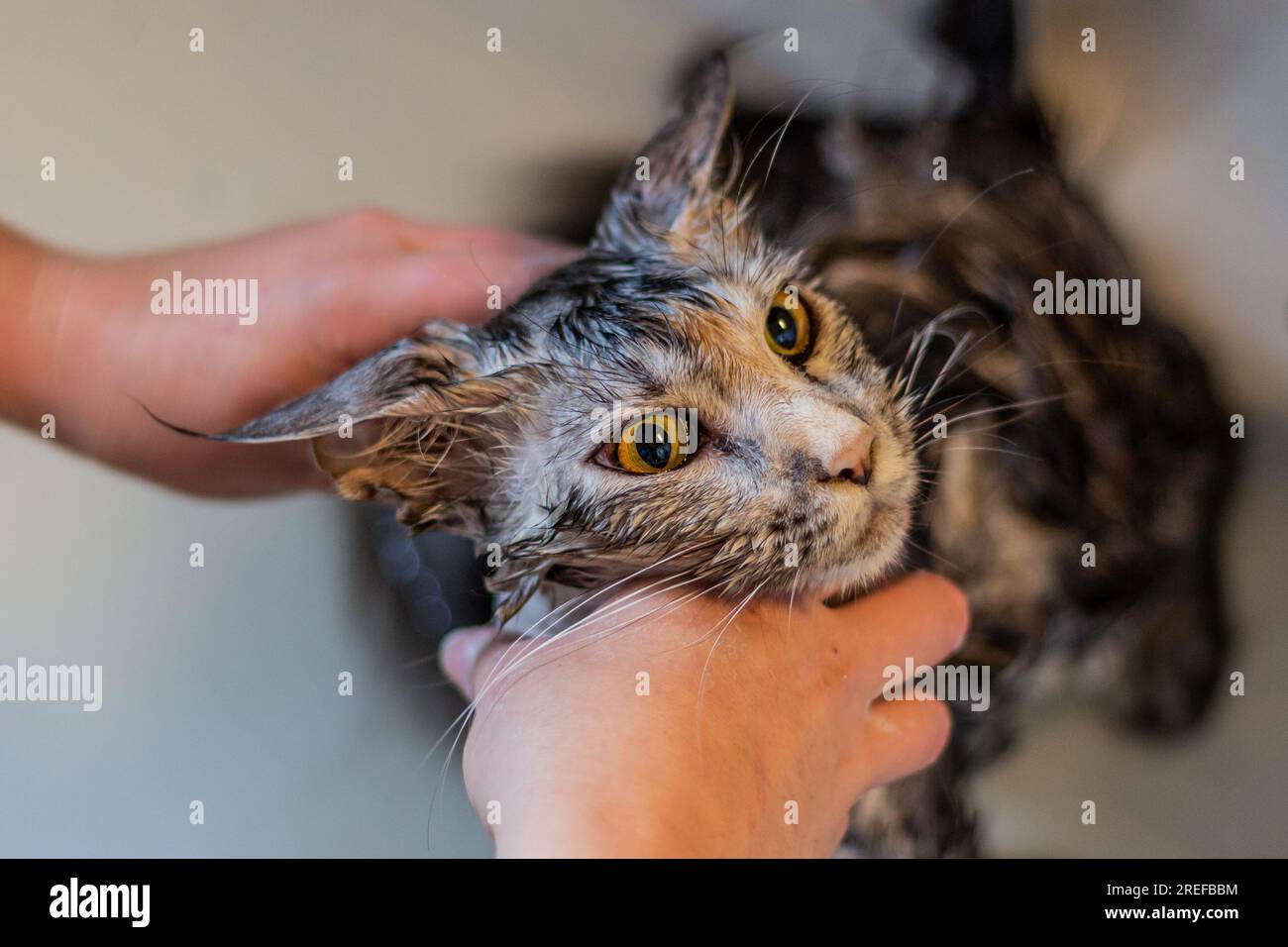 Young Maine Coon cat having bath Stock Photo Alamy