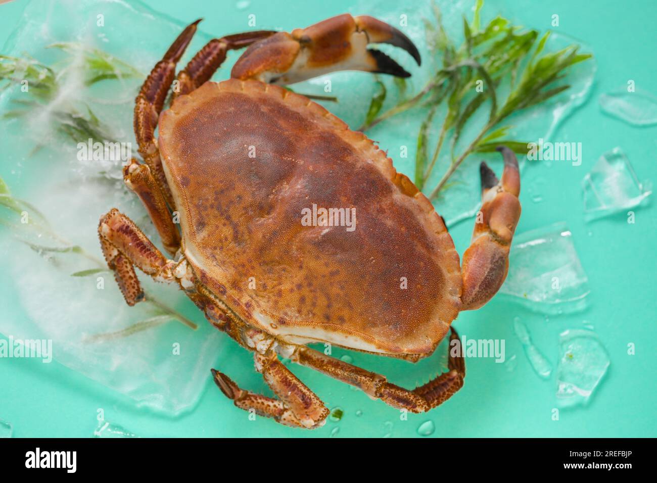 Cooking crabs and seafood. Crab with and branches of tarragon in ice on a turquoise background