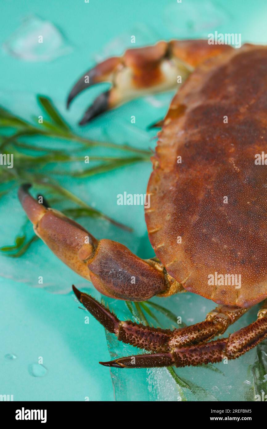 Cooking crabs . Crab with and branches of tarragon in ice on a
