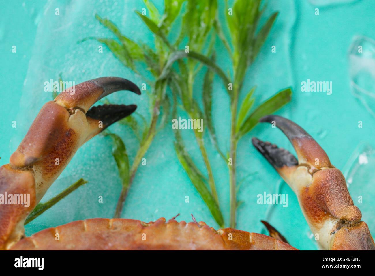 crabs and seafood. Crab with and branches of tarragon in ice on a turquoise background.Seafood