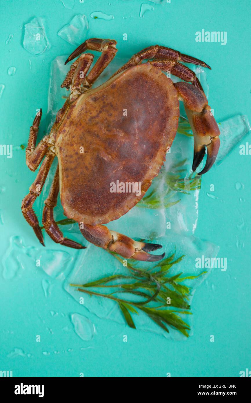 Crab boiled. Crab with and branches of tarragon on a turquoise background.Cooking crabs and