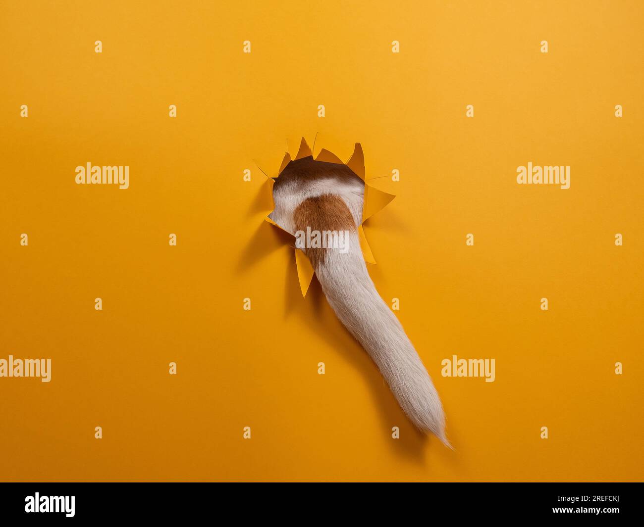 The tail of a Jack Russell Terrier dog sticks out of torn paper on an