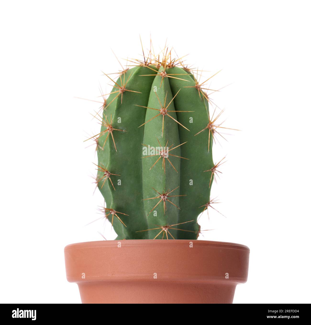 Beautiful green cactus in terracotta pot isolated on white Stock Photo ...