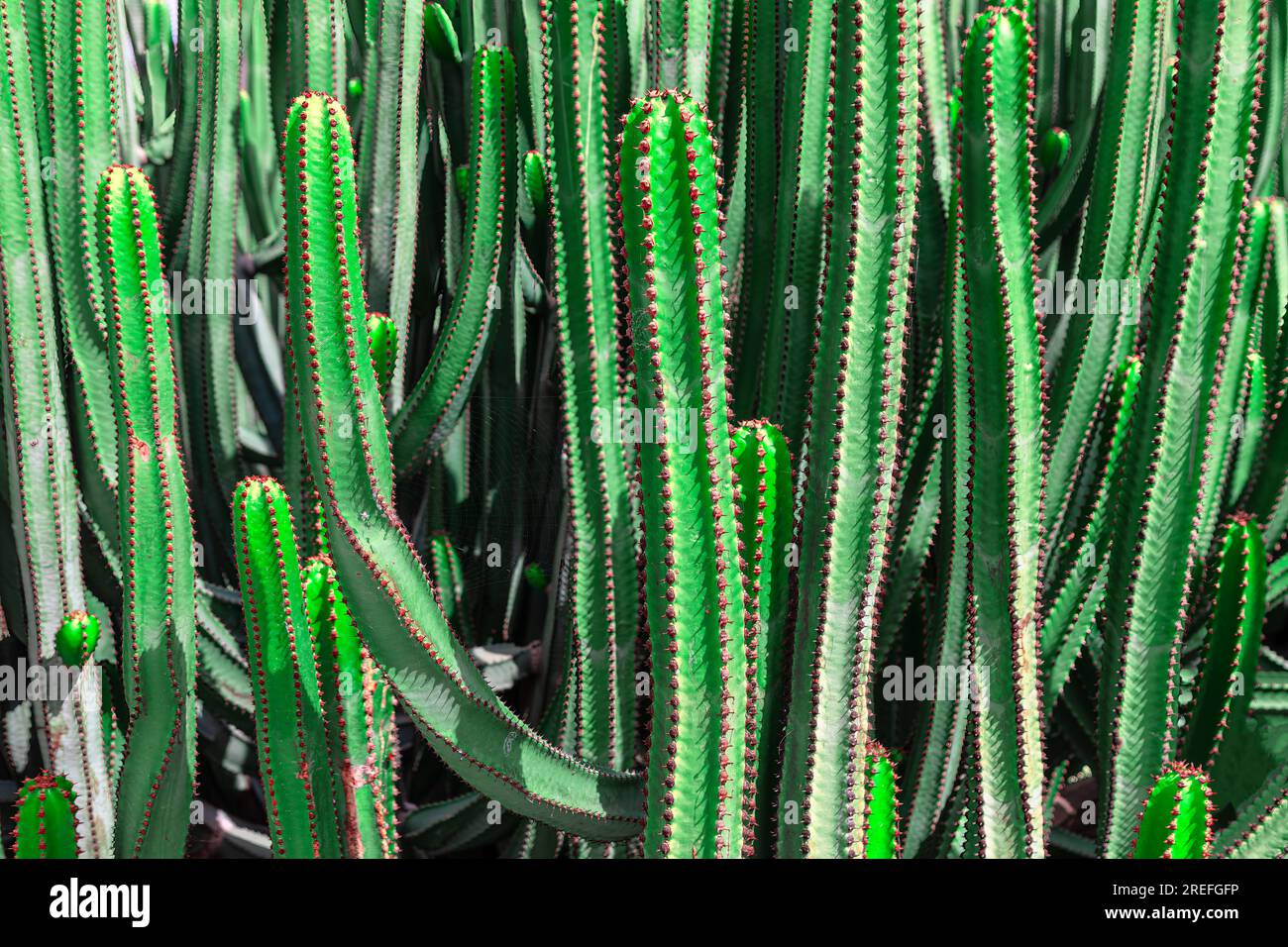 Cactuses in a botanical garden. Green cactus background Stock Photo
