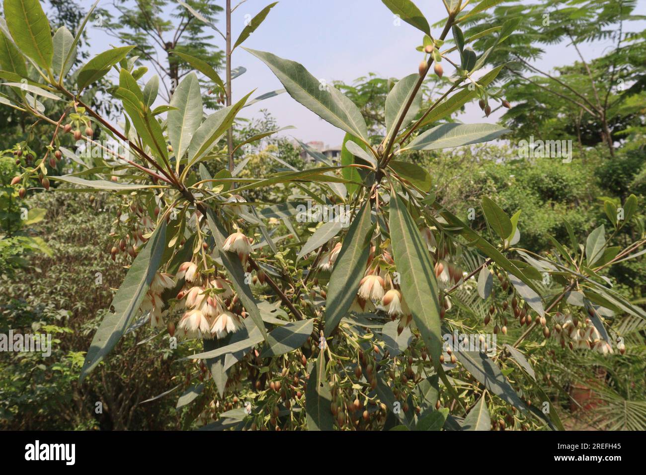 Elaeocarpus hainanensis flower plant on farm for harvest are cash crops Stock Photo
