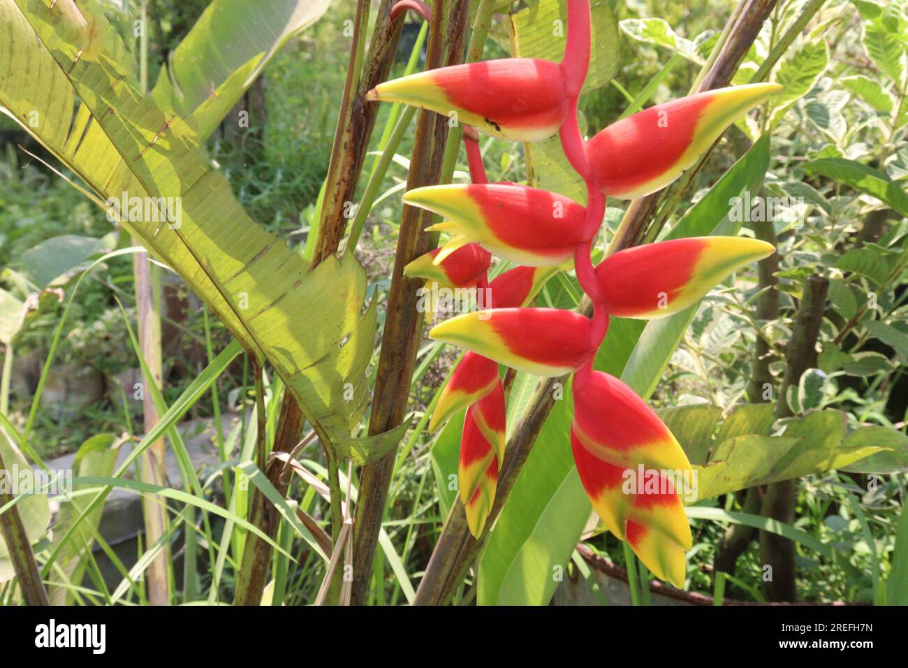 Heliconia bihai flower on tree in farm for harvest are cash crops Stock ...