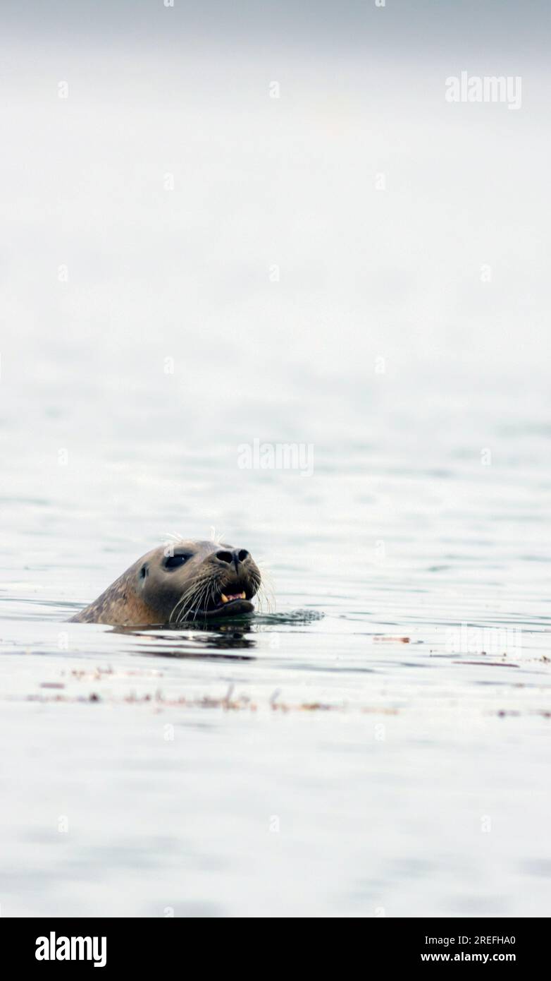 Harbor Seals, Phoca vitulina, hauling and swimming on a misty morning