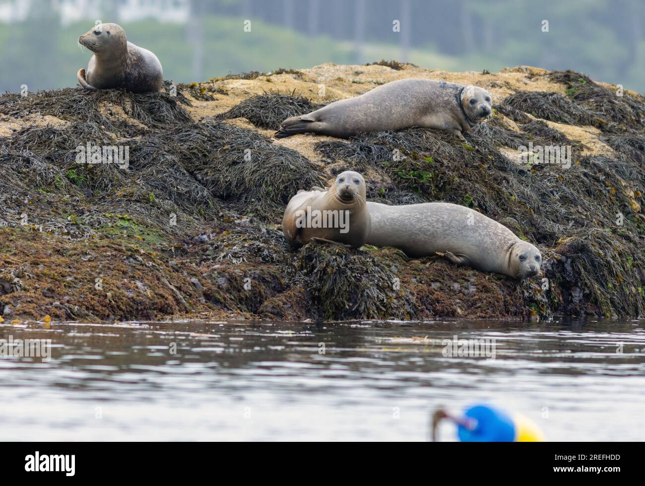 Harbor Seals, Phoca vitulina, hauling and swimming on a misty morning
