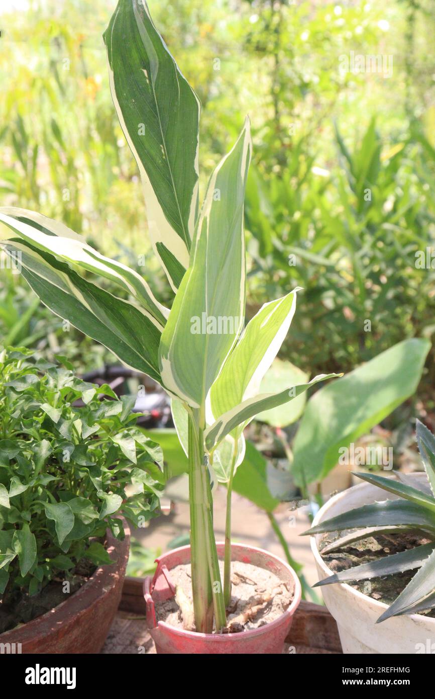 Maranta arundinacea also called arrowroot tree plant on farm for harvest are cash crops Stock Photo