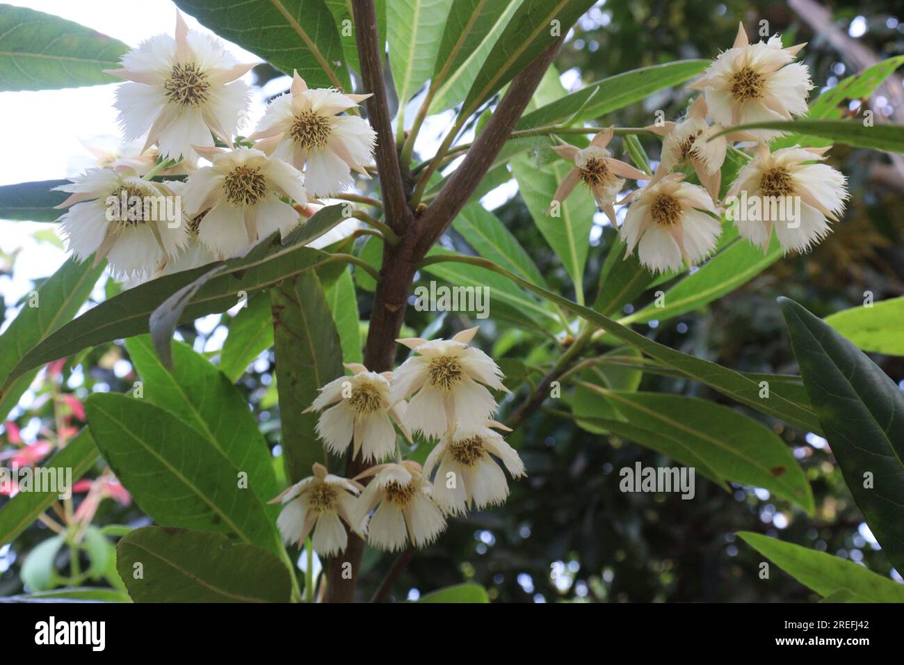 Elaeocarpus hainanensis flower plant on farm for harvest are cash crops Stock Photo