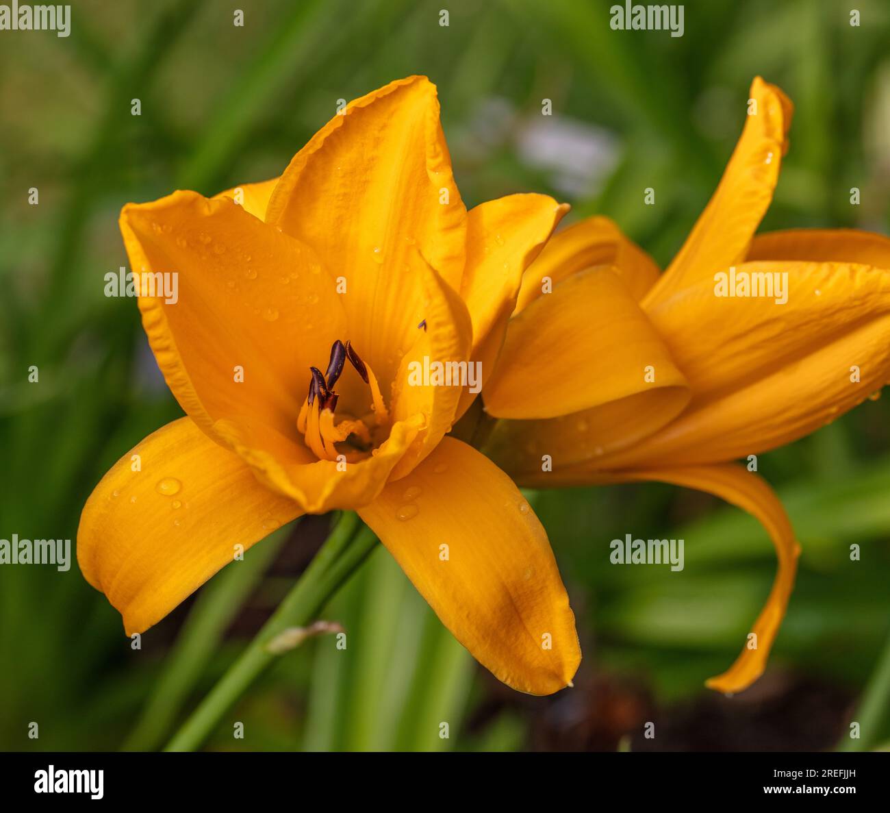 Chicago Sunrise Daylily Daglilja Hemerocallis Stock Photo Alamy chicago sunrise daylily daglilja hemerocallis stock photo alamy