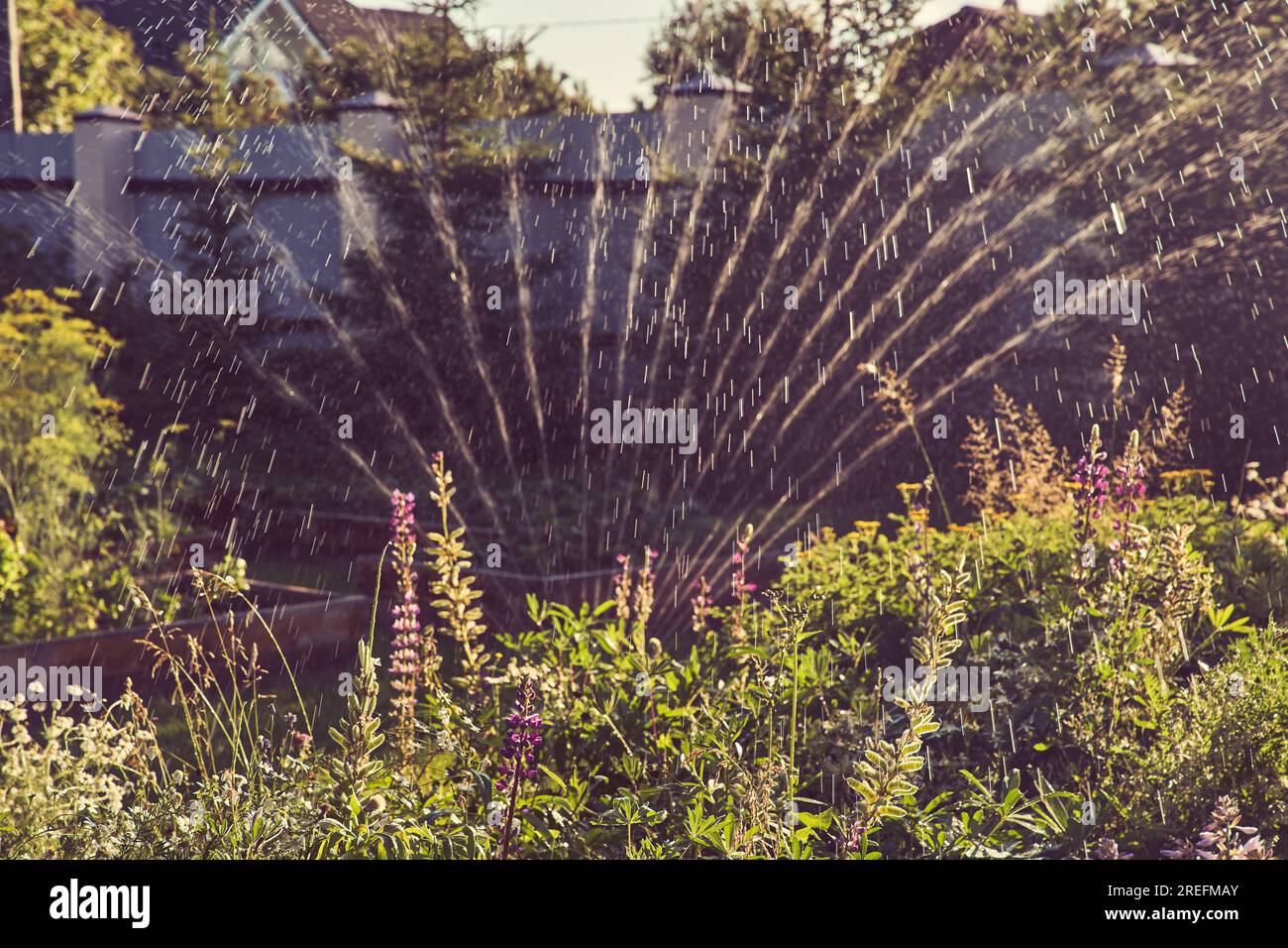 Selective focus on a spray irrigation system in the garden on a sunny summer day. Sprinkler system for watering plants. The concept of gardening, growing and caring for plants. High quality photo Stock Photo