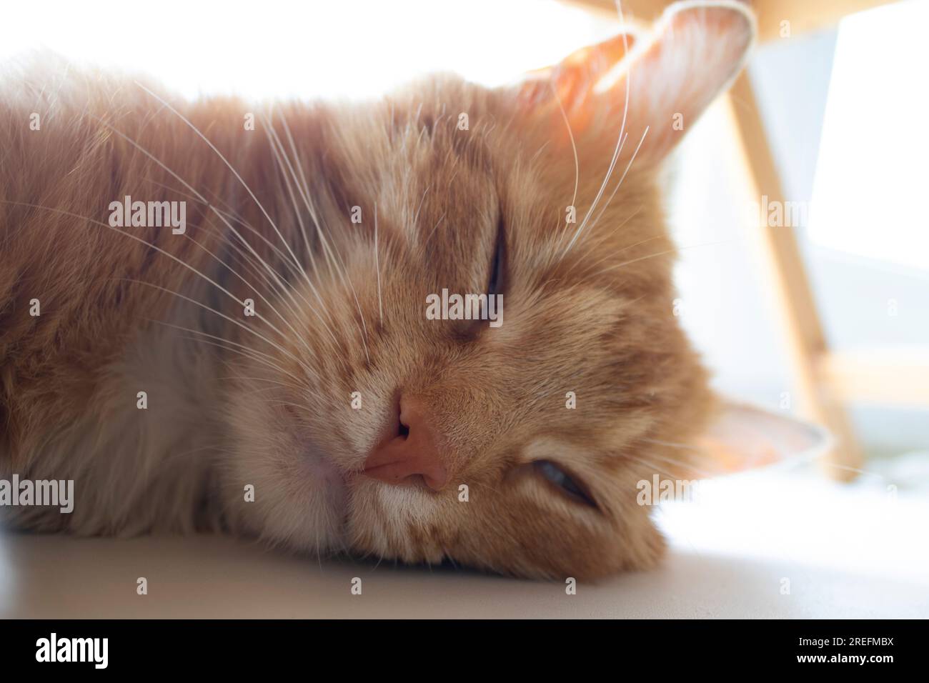 Ginger Cat. Cute Cat Sleeps and Dreams. Favorite Pets Stock Photo - Alamy
