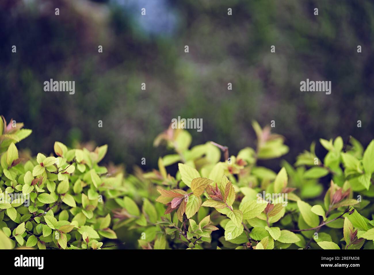 Natural organic background. An ornamental plant in the garden of Japanese spirea. Eco-wall. Textured background of small green leaves on a blurry background. Clean environment. High quality photo Stock Photo