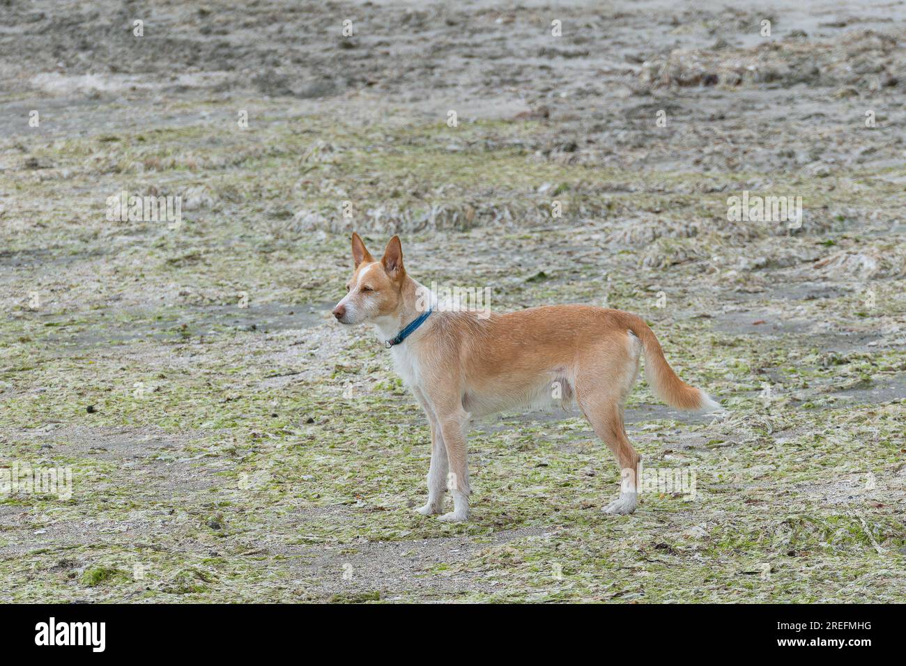 Portuguese podengo cheap pointy ears