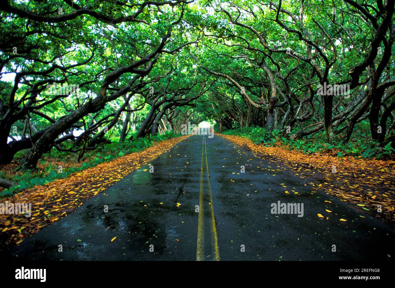 Kamani trees form canopy over quiet coastal road on the Big Island of