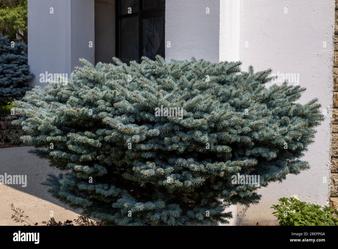 Close up view of an attractive globe blue spruce (picea pungens) shrub used as a landscaping plant next to a white building Stock Photo