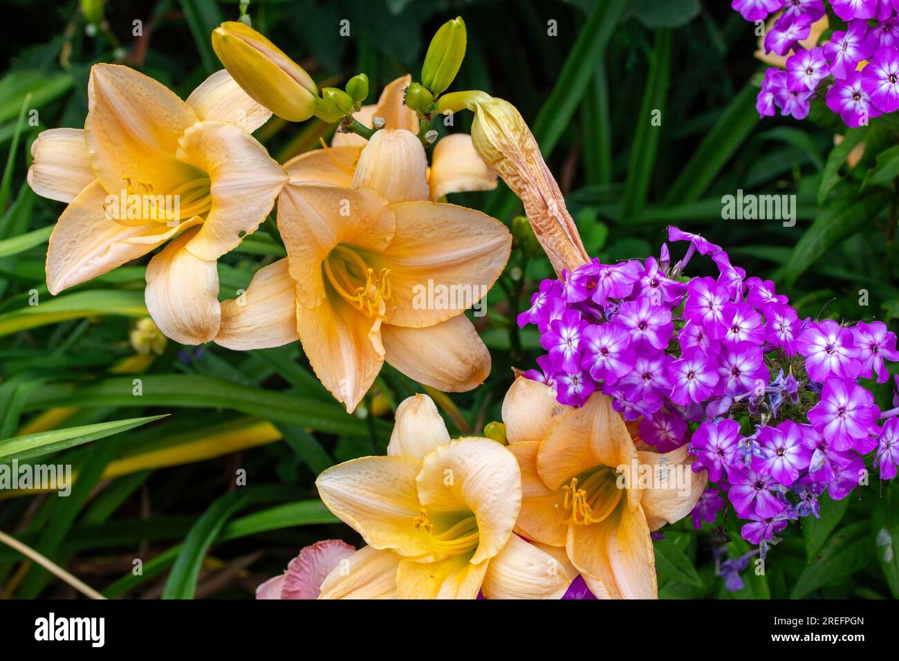 Close up view of beautiful salmon pink color day lily flowers (hemerocallis) in a bright sunny garden Stock Photo