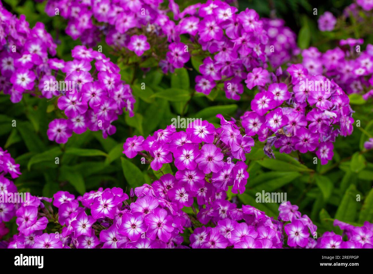 Full frame texture background of beautiful purple color garden phlox flowers blooming in an outdoor garden setting Stock Photo