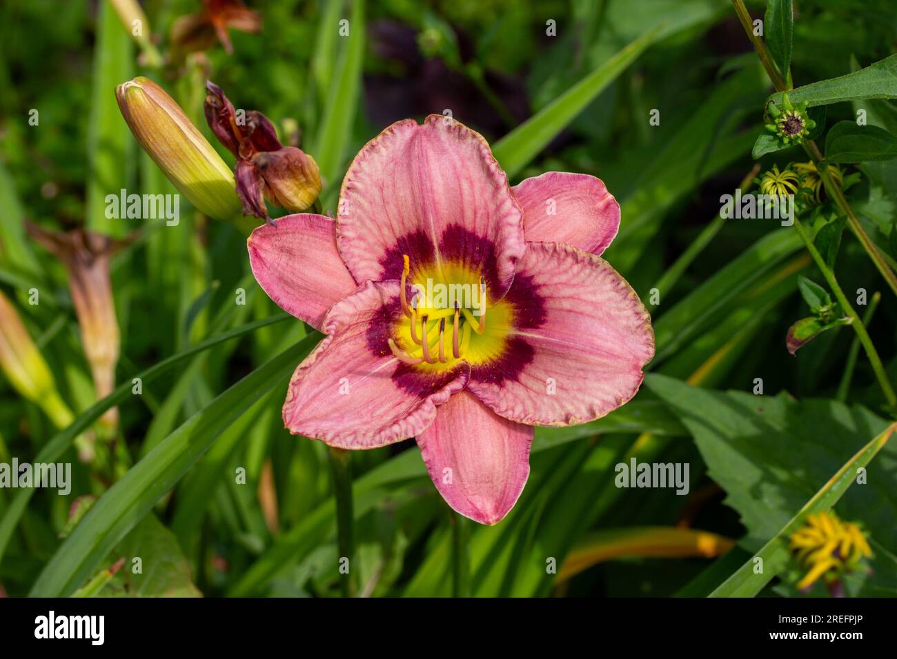 Close up view of beautiful pink and red color day lily flowers (hemerocallis) in a bright sunny garden Stock Photo