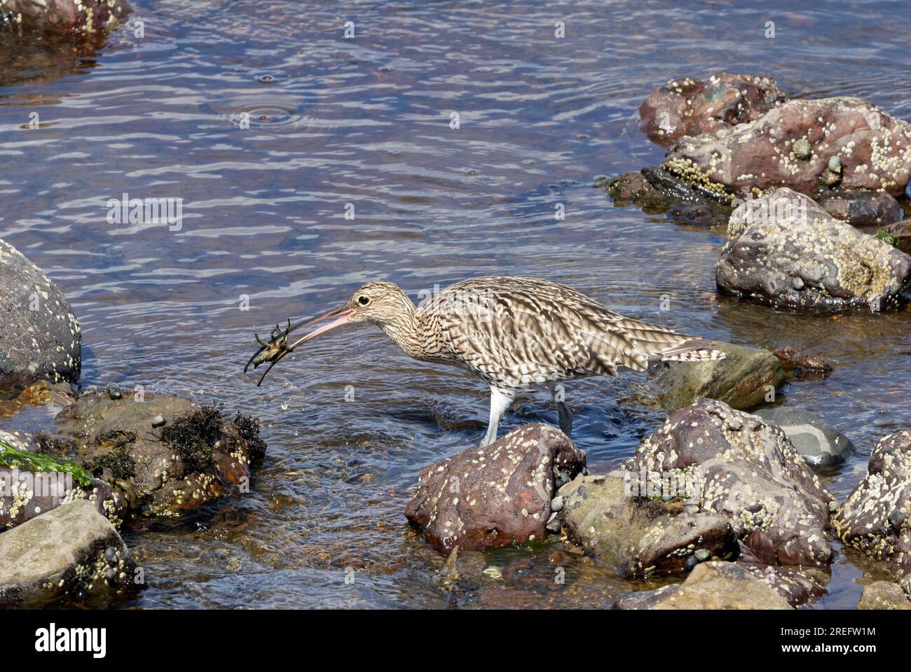 With its distinctive probing beak and cryptic plumage, the Curlew is one of the larger wading birds seen around the UK coast. Stock Photo