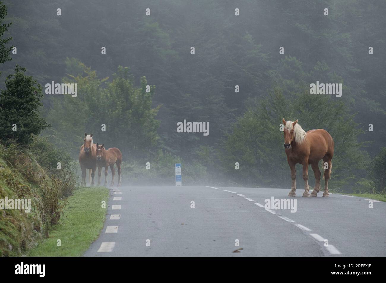 Horse herd, Isaba-France road, Belagua valley, Isaba, Navarra, Spain, Europe Stock Photo