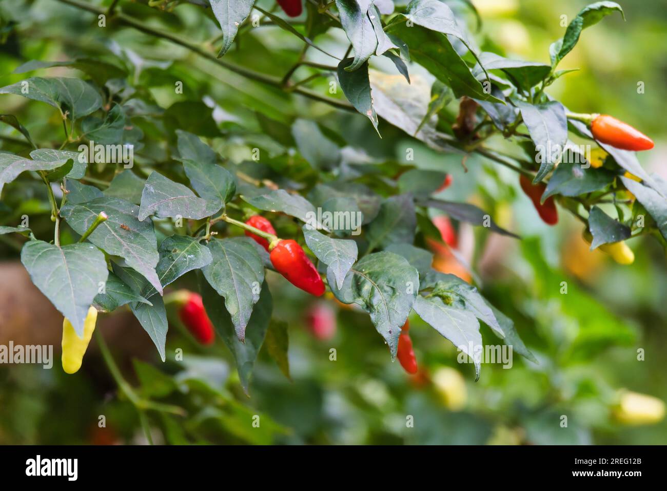 closeup of red chillies in the garden, Mahe Seychelles Stock Photo