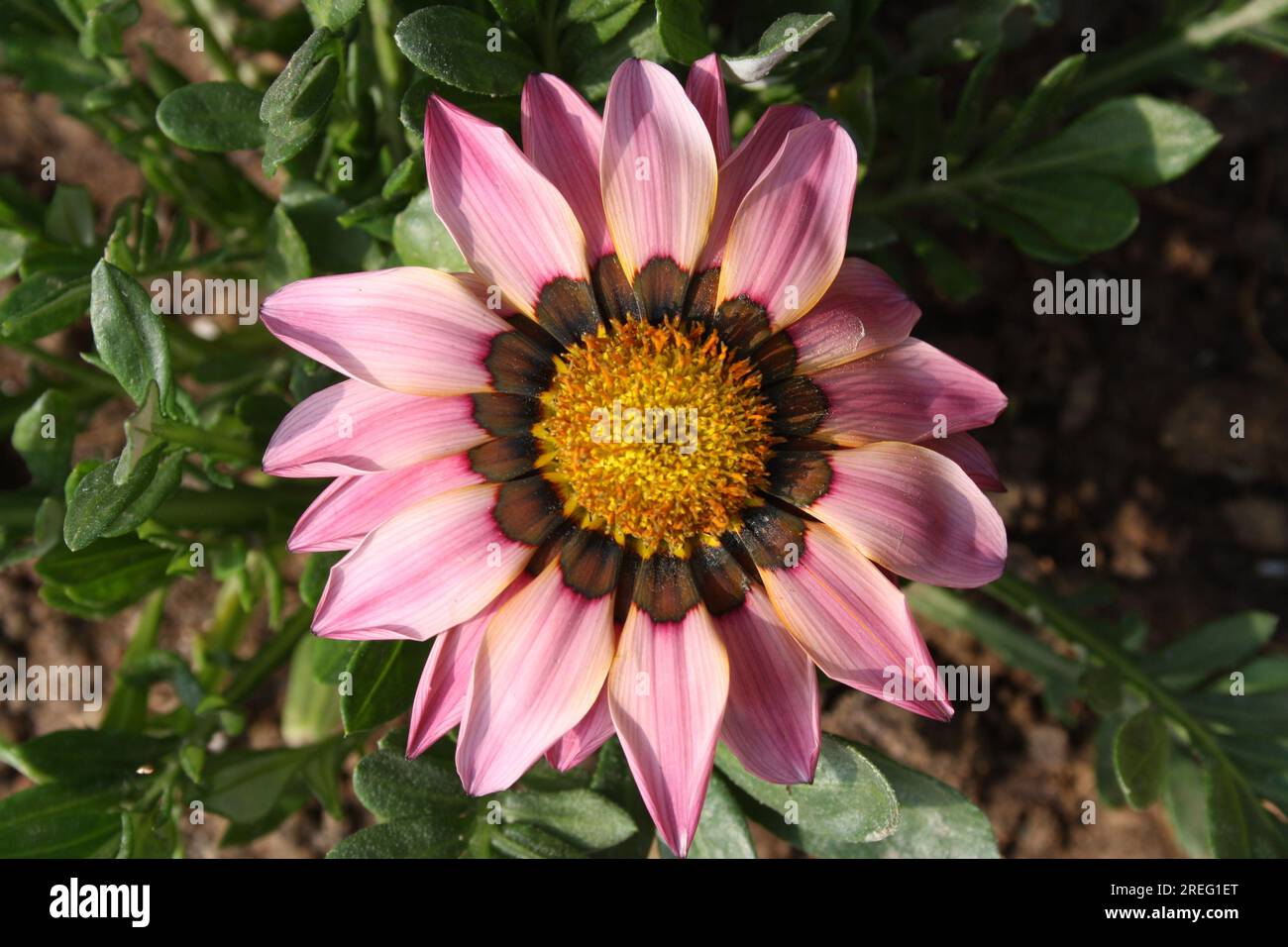 'Pink bicolor' African daisy (genus Osteospermum) in bloom : (pix Sanjiv Shukla) Stock Photo