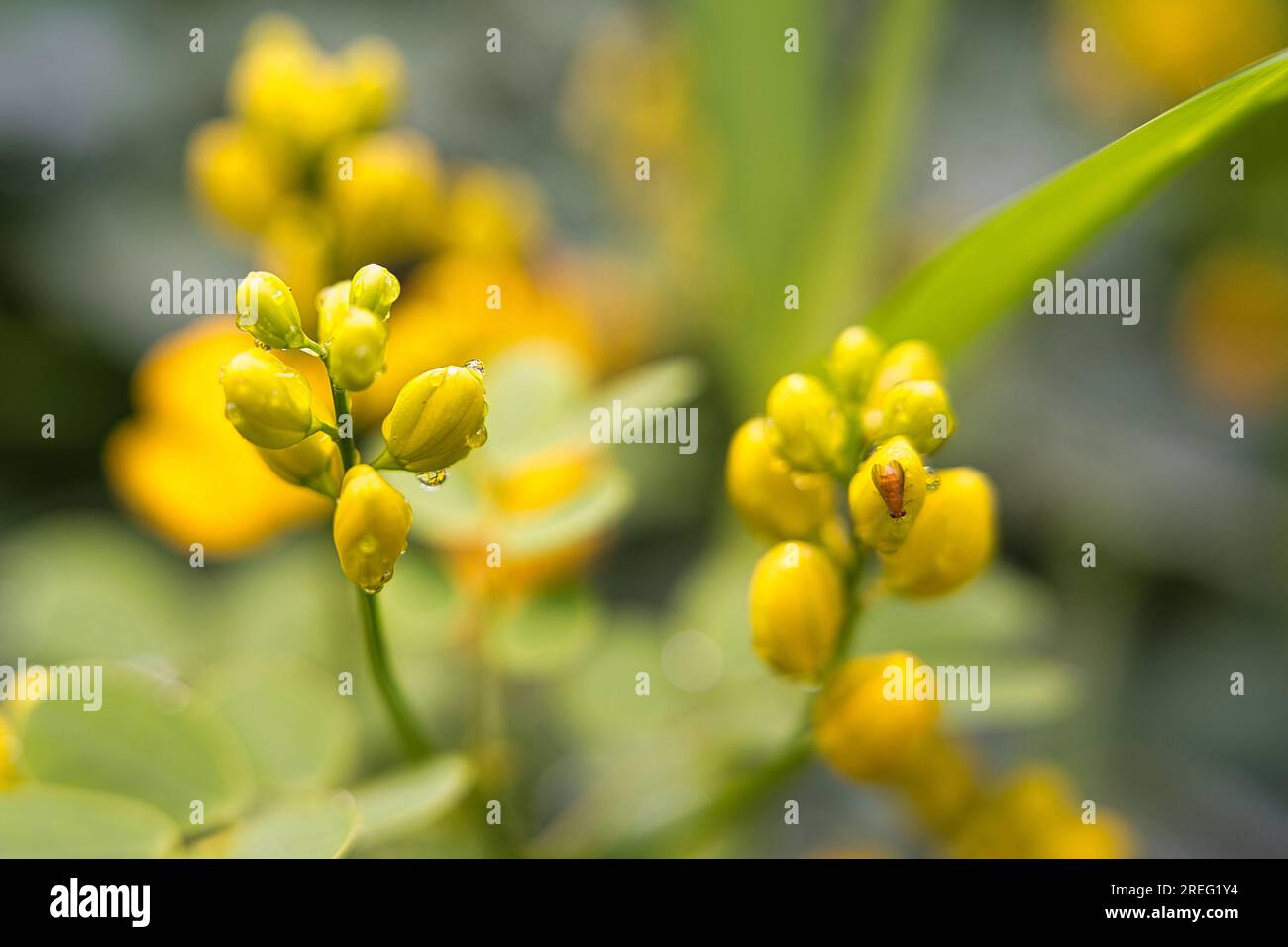 Rambling cassia flowers closeups, Mahe Seychelle Stock Photo