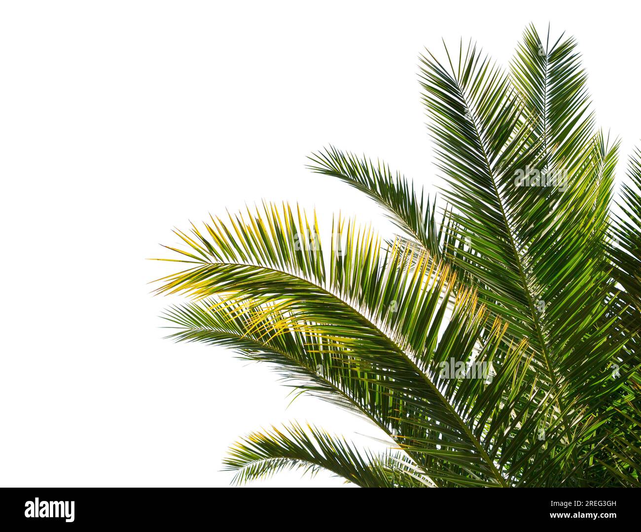 Palm leaves isolated on white background. Stock Photo