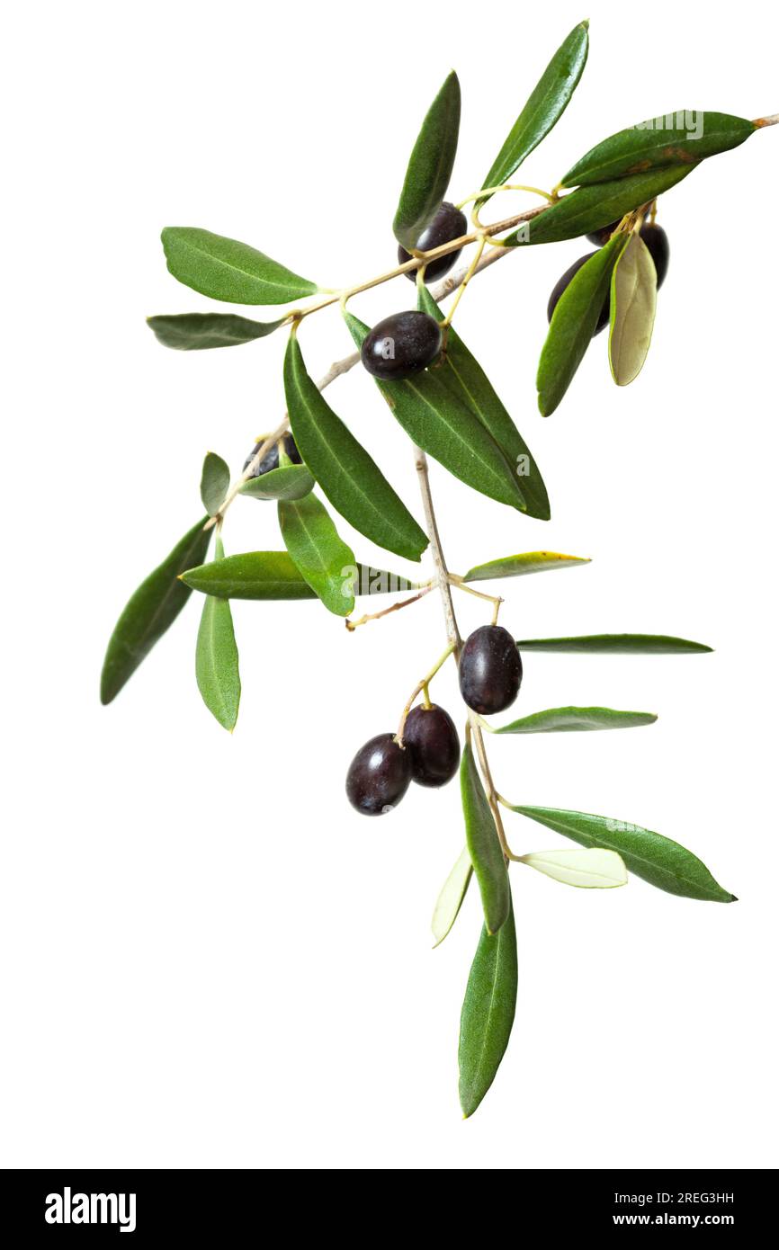 Olive branch with black olives and green leaves isolated on white