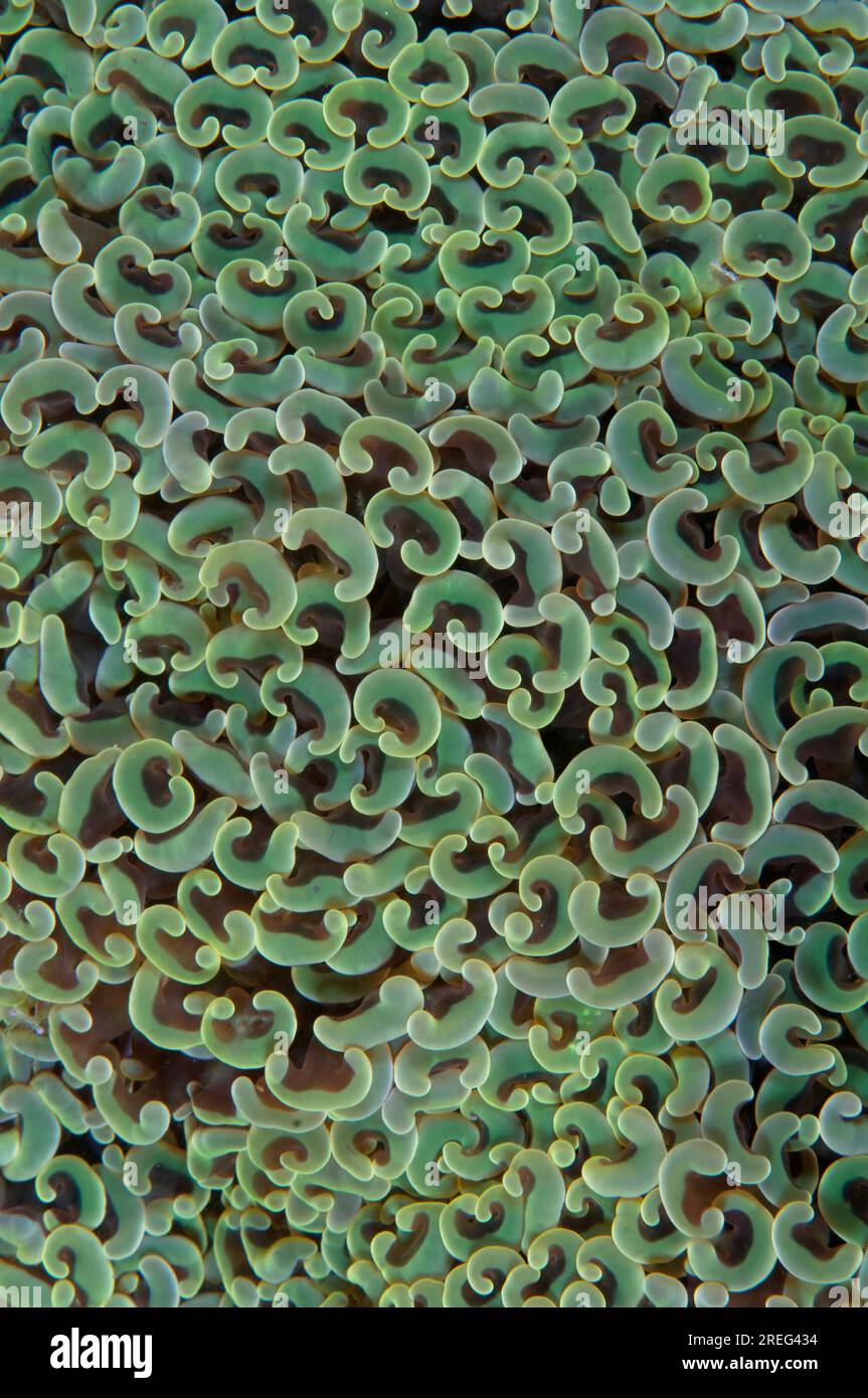 Bubble Coral, Plerogyra sinuosa,, Pantai Parigi dive site, Lembeh Straits, Sulawesi, Indonesia Stock Photo