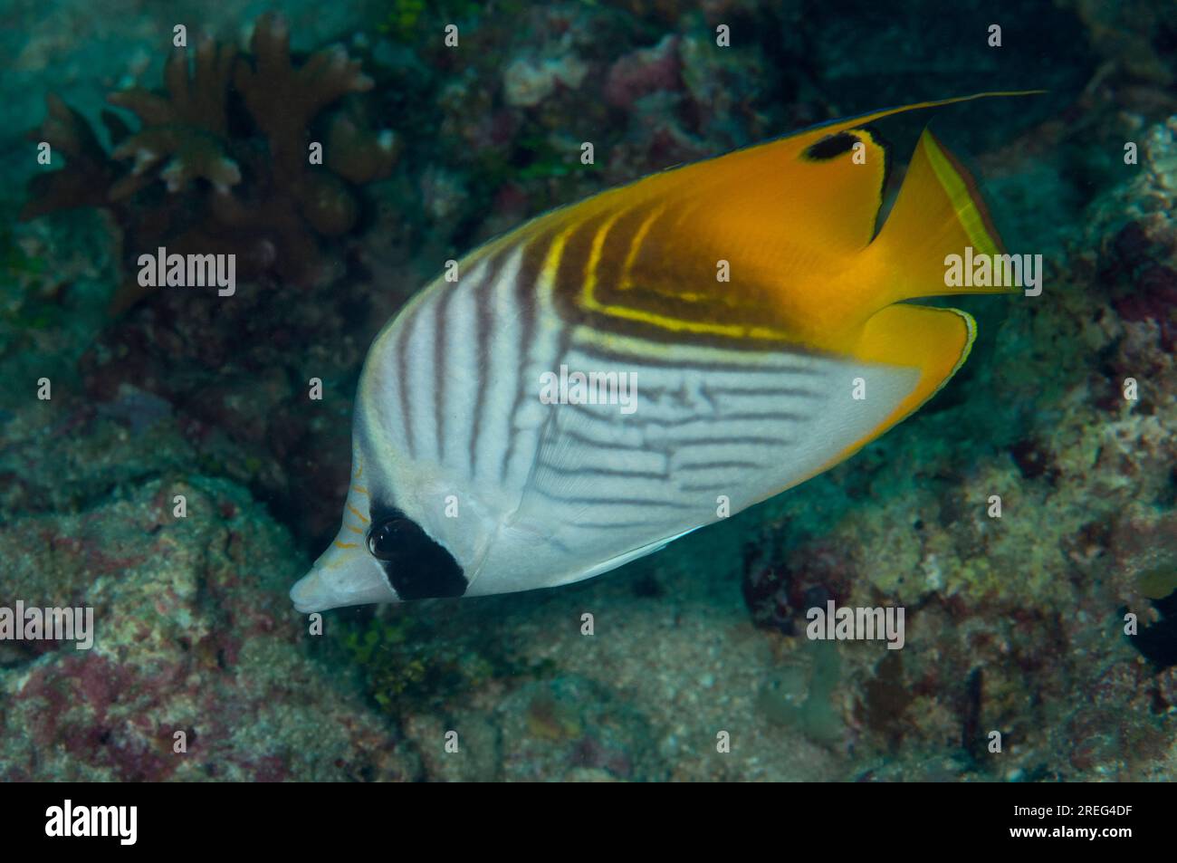 Threadfin Butterflyfish, Chaetodon auriga, California Dreaming dive site, Lembeh Straits, Sulawesi, Indonesia Stock Photo
